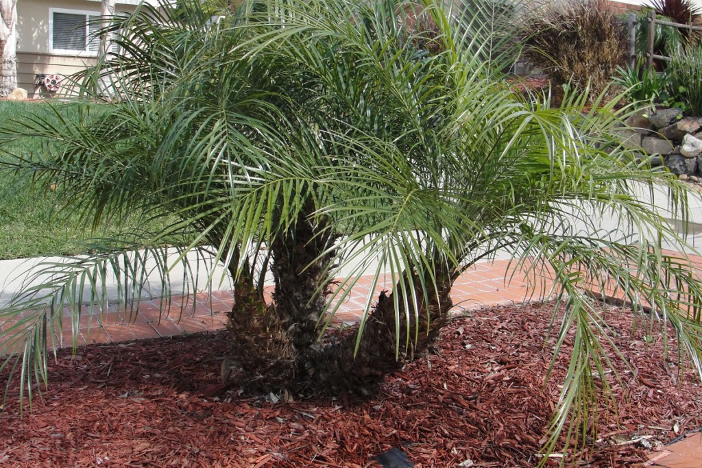 Freshly Planted Palm Tree
