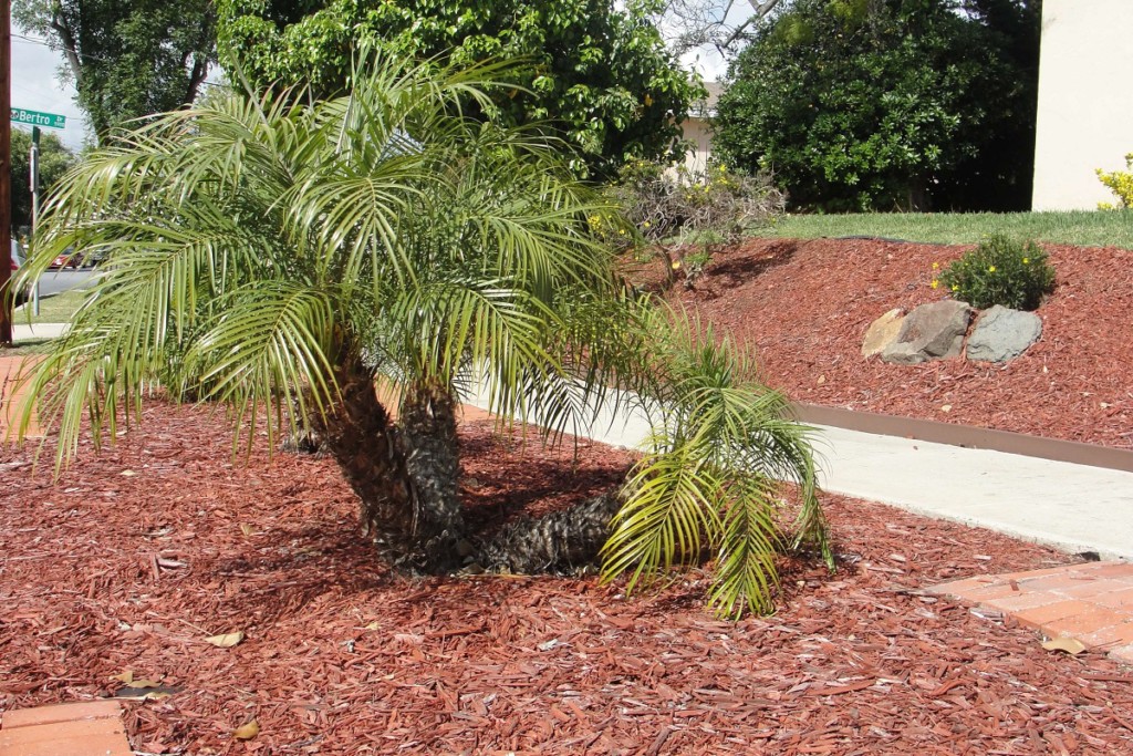 Palm trees with surrounding bark and pathway
