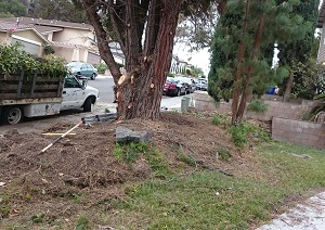 Cleaning Up Front Yard